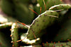 Spiny Cactus