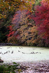 Fall Geese