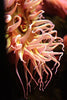 Pink Anemone