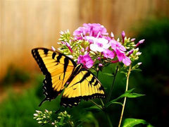 Butterfly Lunch