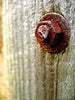 Rusted Bolt