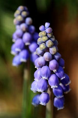 Purple Bells