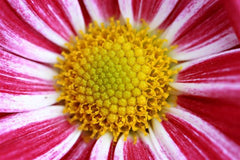 Flower Core