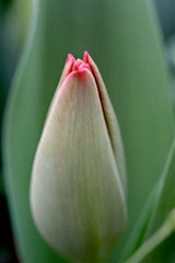 Newborn Tulip