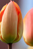 Tulip Duo