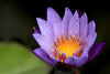 Water Lily Bloom