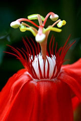 Red Flower Tower