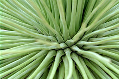 Agave Maze