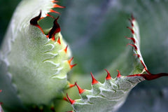 Cactus Teeth