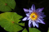 Water lily 2