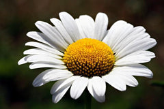 White Daisy