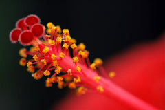 Stamen