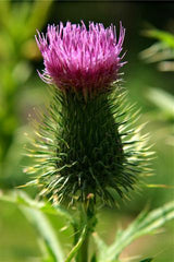 Bull Thistle